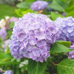 hydrangea